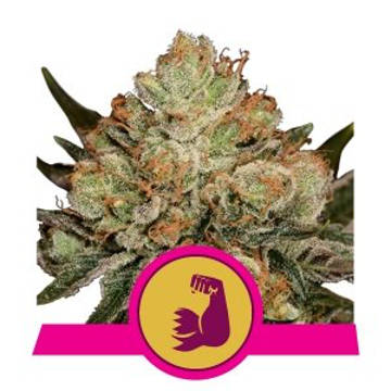 (Bild für) HulkBerry feminized - zum Schließen ins Bild klicken