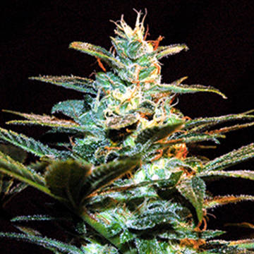 (Bild für) Ice Cool aka NYC Diesel fem