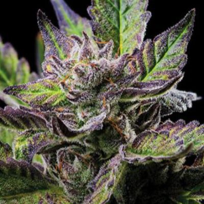 (Bild für) Ice Cream Zundae - zum Schließen ins Bild klicken