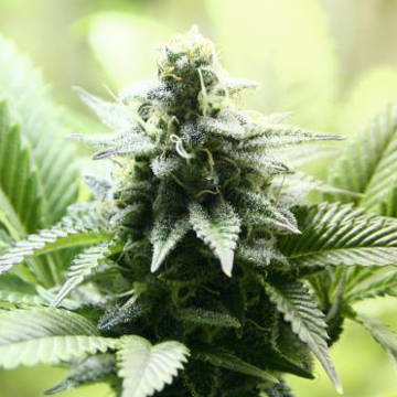 (Bild für) Indica Cream female - zum Schließen ins Bild klicken