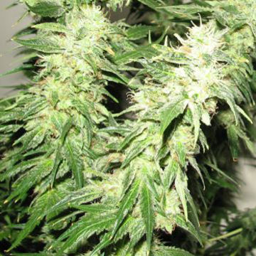 (Bild für) Indica XXL fem - zum Schließen ins Bild klicken