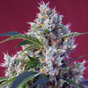 (imagen para) Indigo Berry Kush fem