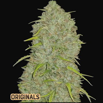 (Bild für) Jack Herer Auto fem - zum Schließen ins Bild klicken