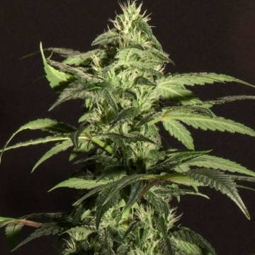 (Bild für) Jack Herer - zum Schließen ins Bild klicken