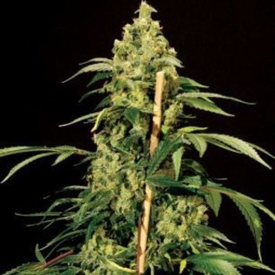 (Bild für) Jack Herer 5 fem - zum Schließen ins Bild klicken