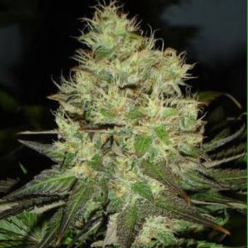 Jack Herer fem Jack Herer fem