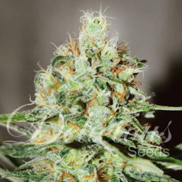 (Bild für) Jägg Kush - zum Schließen ins Bild klicken