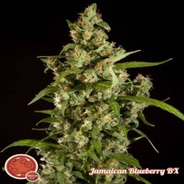 (Bild für) Jamaican Blueberry BX - zum Schließen ins Bild klicken