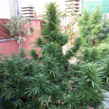 (Bild für) Jamaican Berry Superauto 3 fem