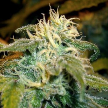 (image pour) Jamaican OG female