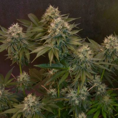 (Bild für) Jelly Donutz Auto - zum Schließen ins Bild klicken