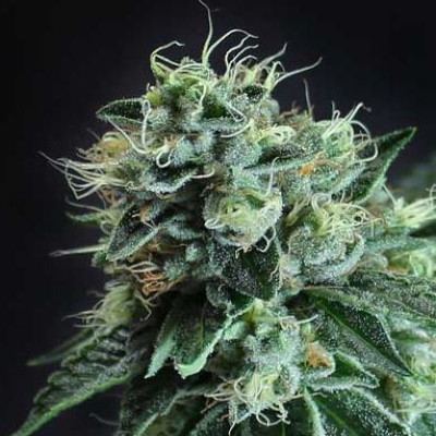 (Bild für) Jesus OG - zum Schließen ins Bild klicken