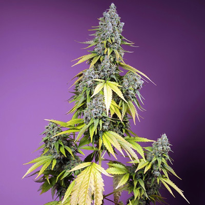 (Bild für) Jet Fuel Mandarine XL Auto fem - zum Schließen ins Bild klicken