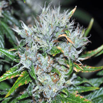 (Bild für) Kaligria - zum Schließen ins Bild klicken