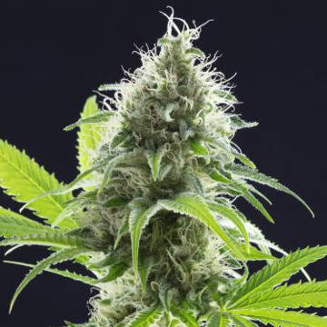 (Bild für) Kama Kush CBD female - zum Schließen ins Bild klicken