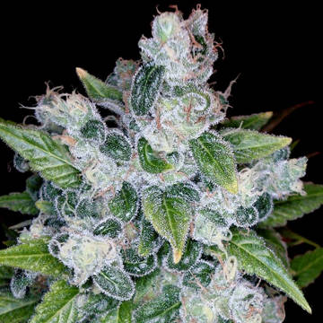 (Bild für) Kandy Kush fem - zum Schließen ins Bild klicken