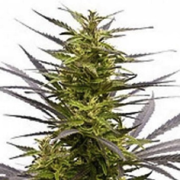 (Bild für) K.C. 42 - zum Schließen ins Bild klicken