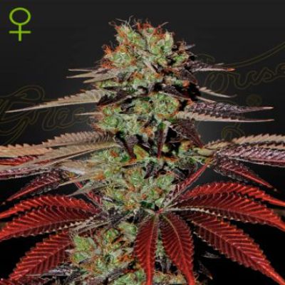 (Bild für) Kings Kush Auto female - zum Schließen ins Bild klicken