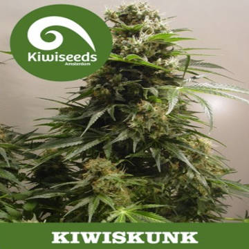 (Bild für) Kiwiskunk - zum Schließen ins Bild klicken
