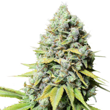 (Bild für) Kosher Haze - zum Schließen ins Bild klicken