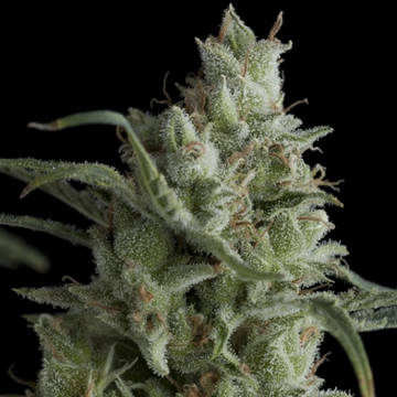 (image pour) Kryptonite female