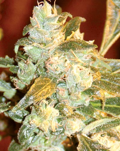 (Bild für) Kush Fromage - zum Schließen ins Bild klicken