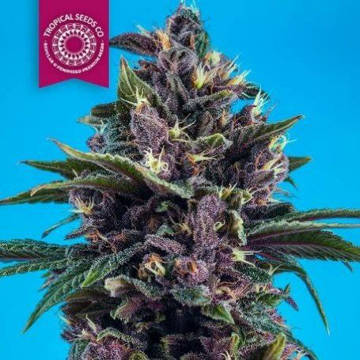 (Bild für) Kushmatic Automatic - zum Schließen ins Bild klicken