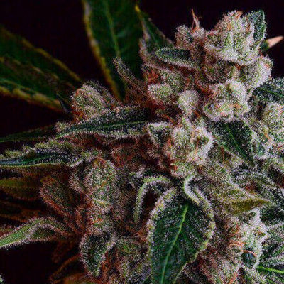 la-kosher-kush-seeds-