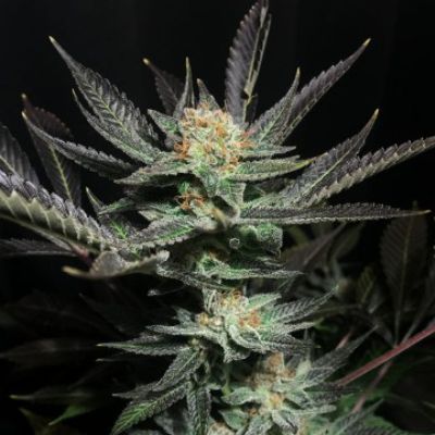 (Bild für) Lavender OG - zum Schließen ins Bild klicken