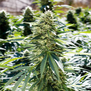(Bild für) Lemon Diesel - zum Schließen ins Bild klicken