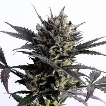 (Bild für) Lemon Haze Auto female - zum Schließen ins Bild klicken