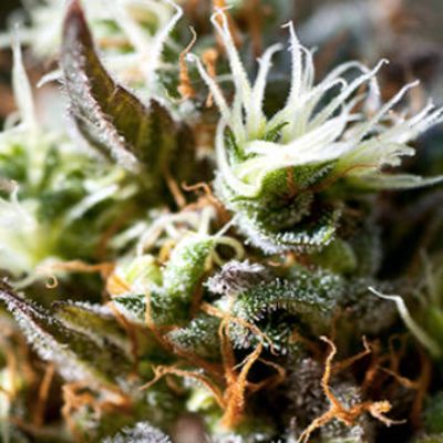 (Bild für) Lemon Ice 2.0 female - zum Schließen ins Bild klicken