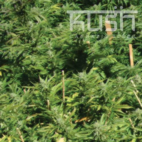 Lemon Kush Lemon Kush