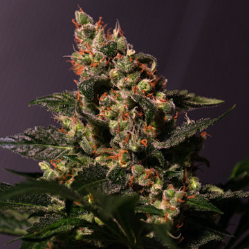 Larry OG Seeds - Flowering & Yield Information, Flavor and Aroma, and More!