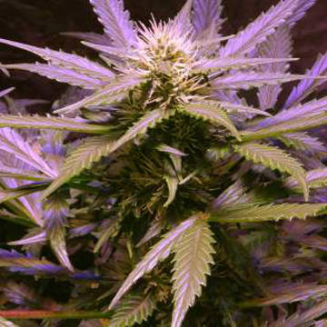 (Bild für) Lemon OG Haze - zum Schließen ins Bild klicken