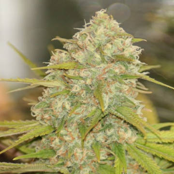 (Bild für) Lemon Skunk - zum Schließen ins Bild klicken