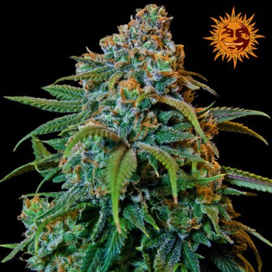 (Bild für) Liberty Haze - zum Schließen ins Bild klicken