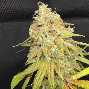 Planning to order cannabis seeds online? We got the best collection