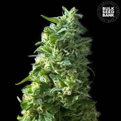 (Bild für) Lime Skunk female - zum Schließen ins Bild klicken