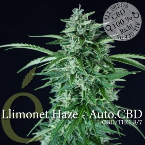 (Bild für) Llimonet Haze Automatic CBD female - zum Schließen ins Bild klicken