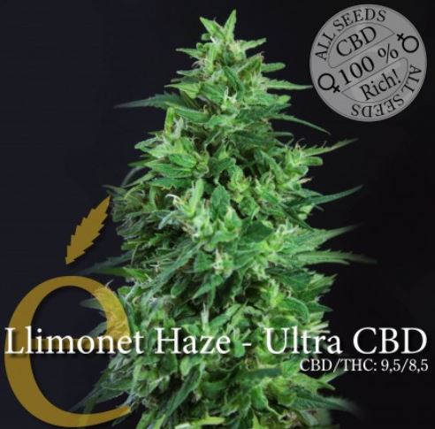 (Bild für) Llimonet Haze Ultra CBD female - zum Schließen ins Bild klicken