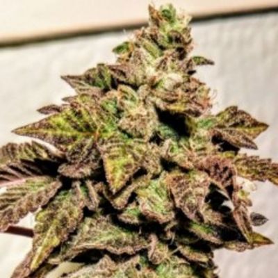 (Bild für) London Cookies - zum Schließen ins Bild klicken