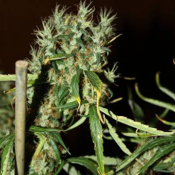 Mango Haze 5 fem Mango Haze 5 fem