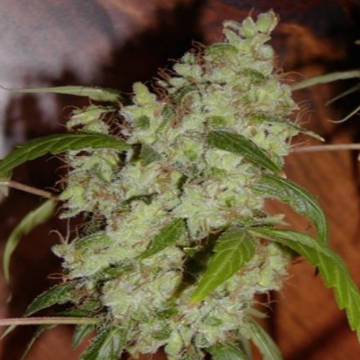 (Bild für) Mango Widow