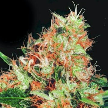 (Bild für) Mangolian Indica - zum Schließen ins Bild klicken