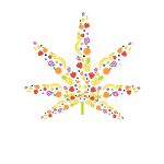 Flavour Chasers Seeds