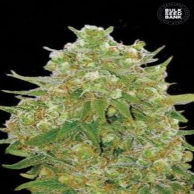 (Bild für) Master Kush Grand female - zum Schließen ins Bild klicken