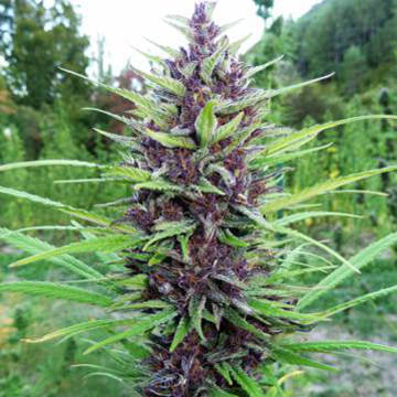 (Bild für) Master Hemp MH1 female - zum Schließen ins Bild klicken