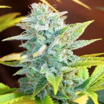 (Bild für) Masterkush Skunk - zum Schließen ins Bild klicken