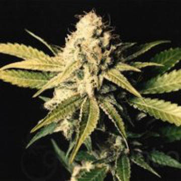 (Bild für) Matanuska Tundra - zum Schließen ins Bild klicken